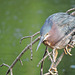 Green Heron