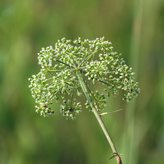 VERY POISONOUS Spotted Water-hemlock