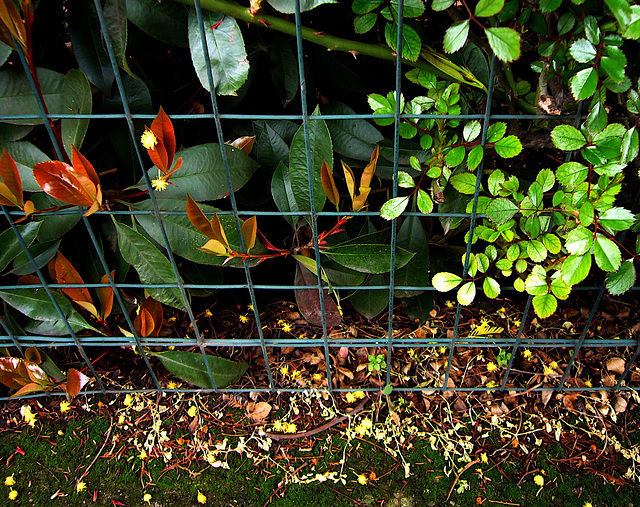 spring on the fence - HFF!