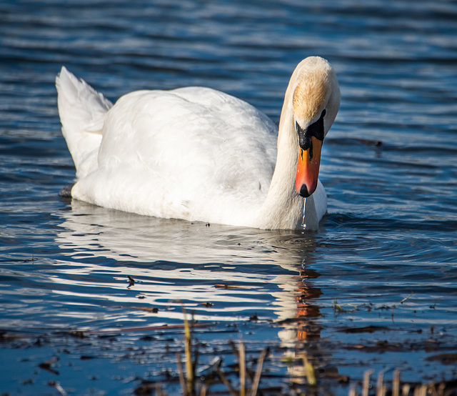 Mute swan