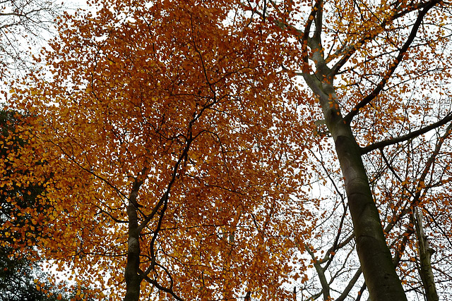 Blatt und Blätter