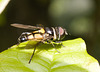 IMG 0817 Hoverfly
