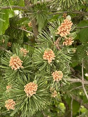 pine cones