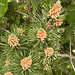 pine cones