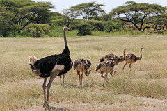 Dad and some of the chicks