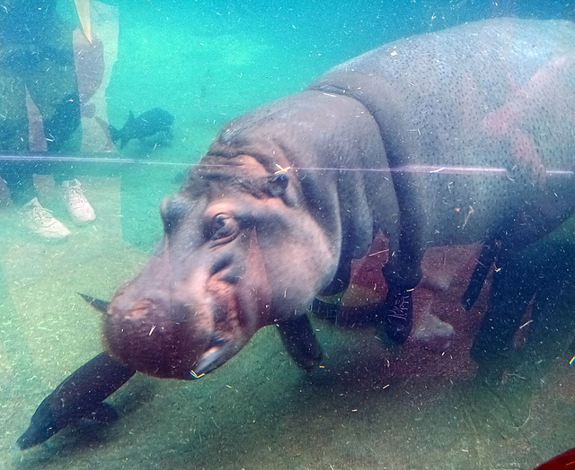 hippo en apnée hippo en apnée