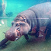 hippo en apnée