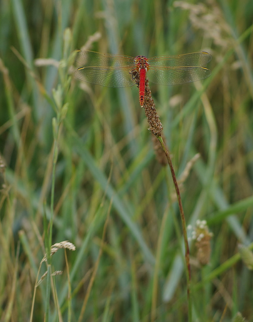 libellule rouge sang