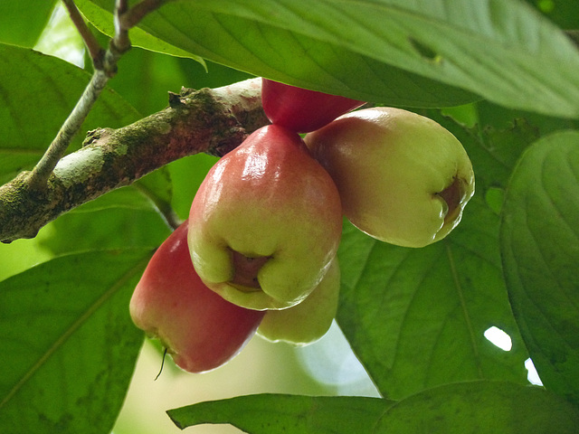 Tropical fruit, Asa Wright, Bellbird walk, Day 4