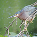 Green Heron