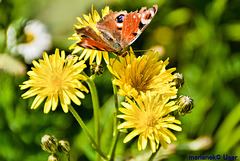 Schmetterling