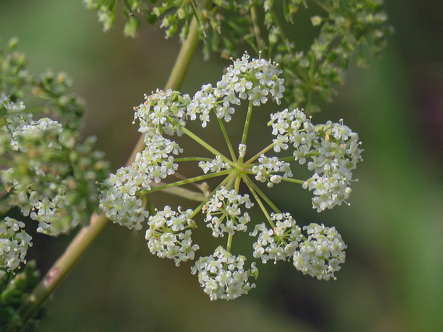 VERY POISONOUS Spotted Water-hemlock