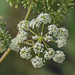 VERY POISONOUS Spotted Water-hemlock