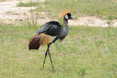 Uganda, Grey Crowned Crane in Murchison Falls National Park