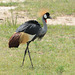 Uganda, Grey Crowned Crane in Murchison Falls National Park