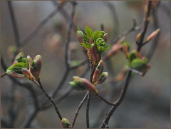 Maple opening