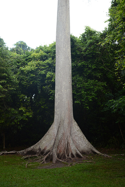 Guatemala, Trunk of the American Sycamore in the National Park of Tikal