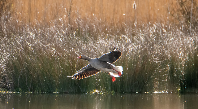 Greylag goose