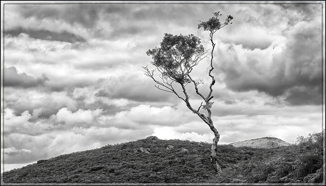 A Dove Stone Tree