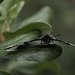 Limenitis lorquini beim Marble Canyon ... P.i.P.  (© Buelipix)