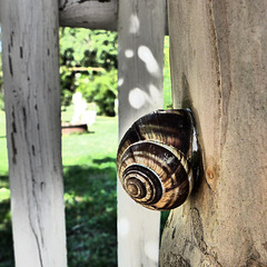 L'escargot à grande vitesse