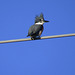 Belted kingfisher