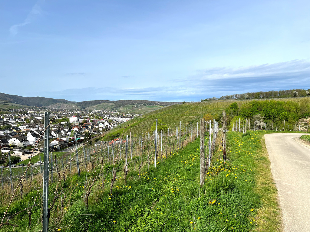 Frühling in den Weinbergen