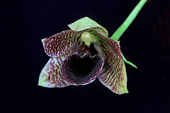 Promenea stapellioides