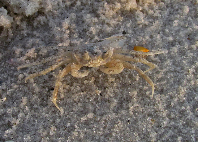 Sand Crab