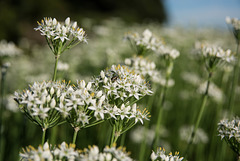 Oriental garlic