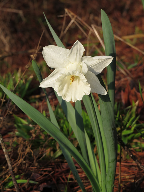 Daffodil