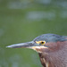 Green Heron