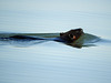 Beaver, Rondeau Provincial Park