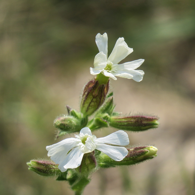 Campion, or is it White Cockle?