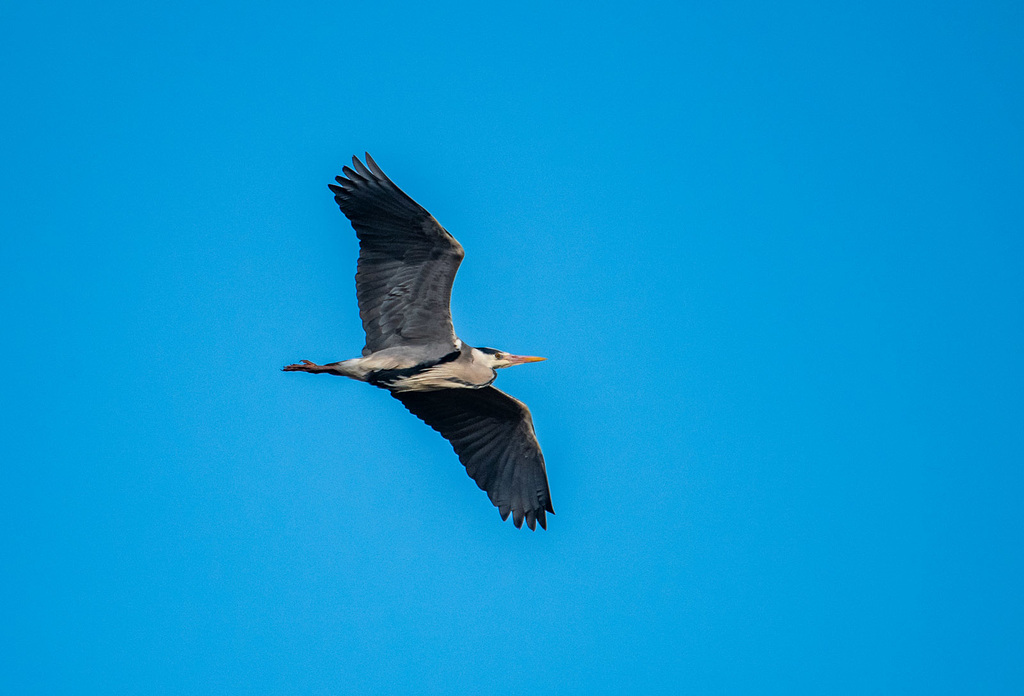 Heron