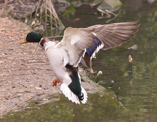 EF7A8906 Mallard
