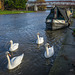 The King's Swans - Cambridge, England
