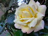 Rose du jardin ........