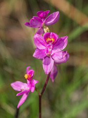 Calopogon multiflorus (Manyflowered Grass-pink orchid)