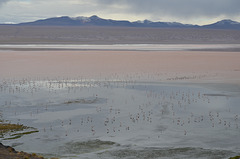 Bolivian Altiplano, Laguna Colorada and Thousands of Flamingos