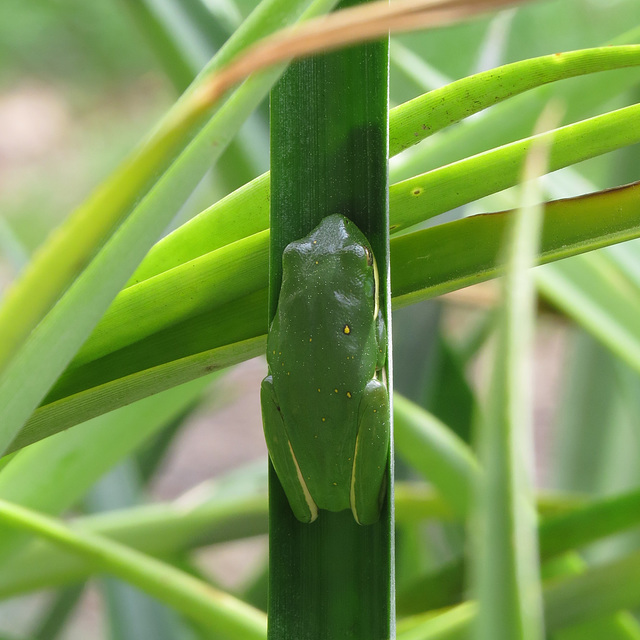 American green tree frog