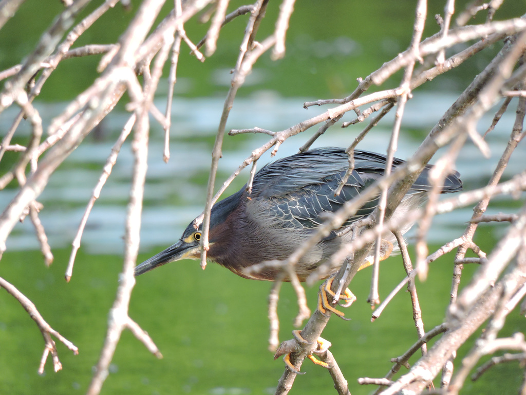 Green Heron