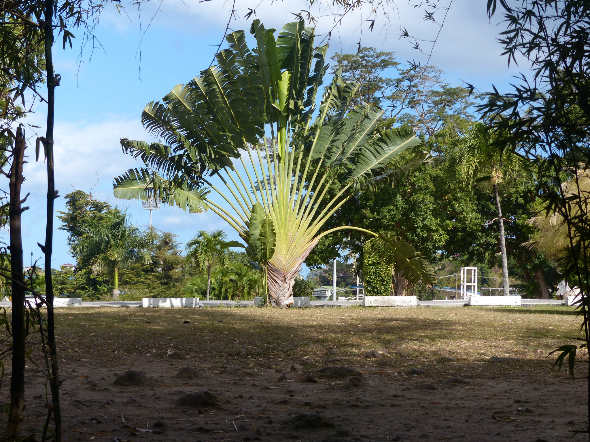 Fan Palm - 15 March 2019