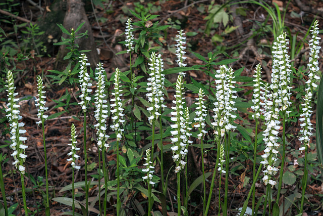 Spiranthes odorata (Fragrant Ladies'-tresses orchid)