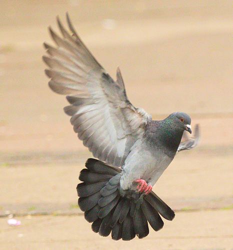 EF7A8914 Pigeon