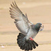 EF7A8914 Pigeon