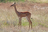 Female gerenuk