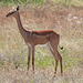 Female gerenuk