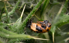 More alien than insect More alien than insect