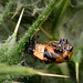 More alien than insect More alien than insect